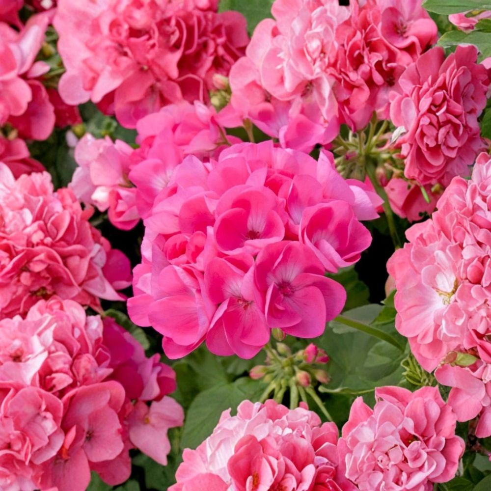Pink Geranium Live Plant – Vibrant Pelargonium Starter for Garden & Containers