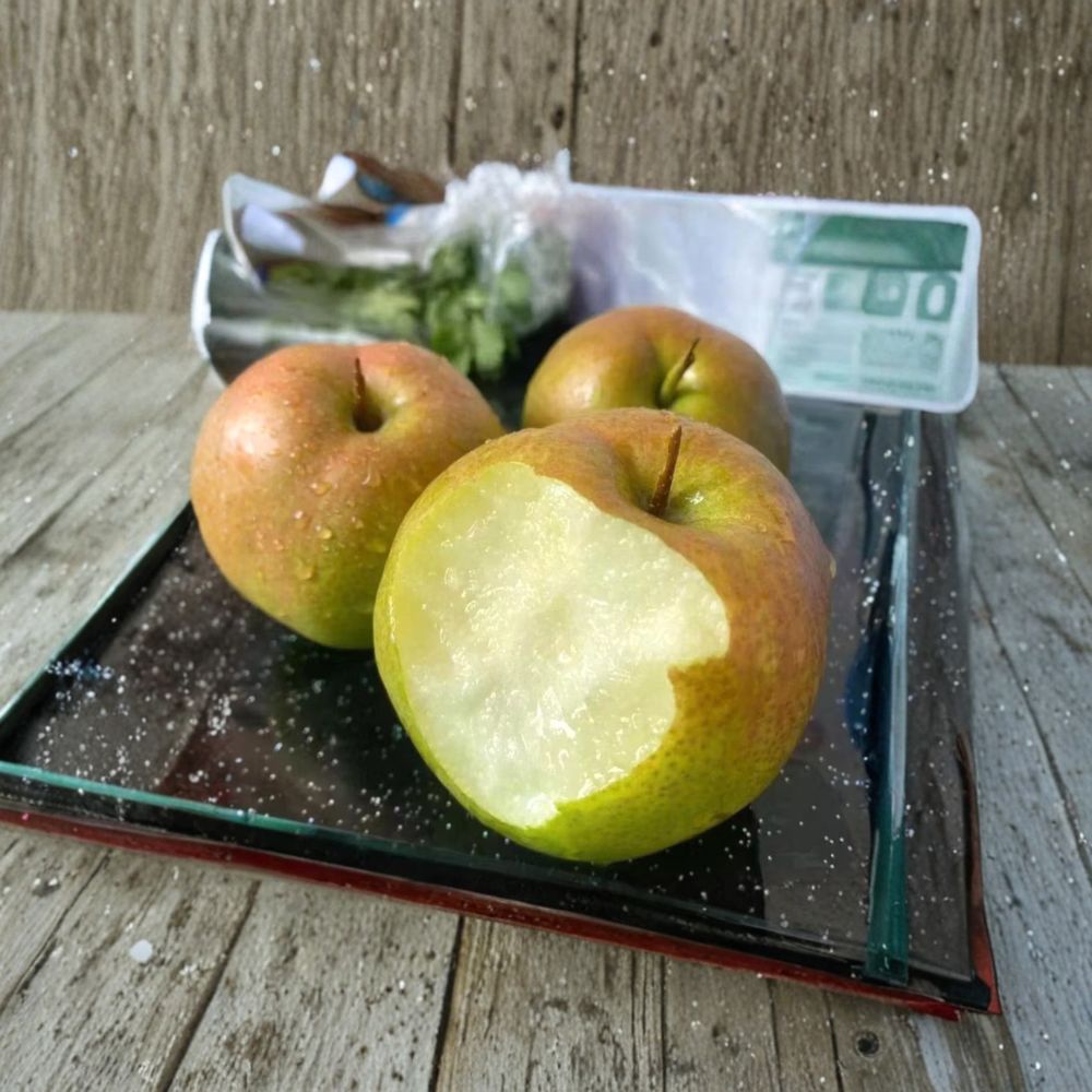 Yulu Fragrant Pear Tree – Asian Pear Hybrid Bare Root, 32–36 Inches Tall, Sweet Crisp Fruit