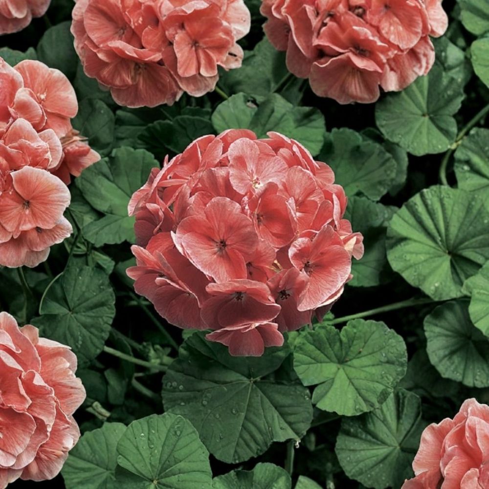 Ringo 2000 Light Salmon Geranium Seeds - 15 Zonal Pelargonium Flower Seeds for Patio & Hanging Baskets
