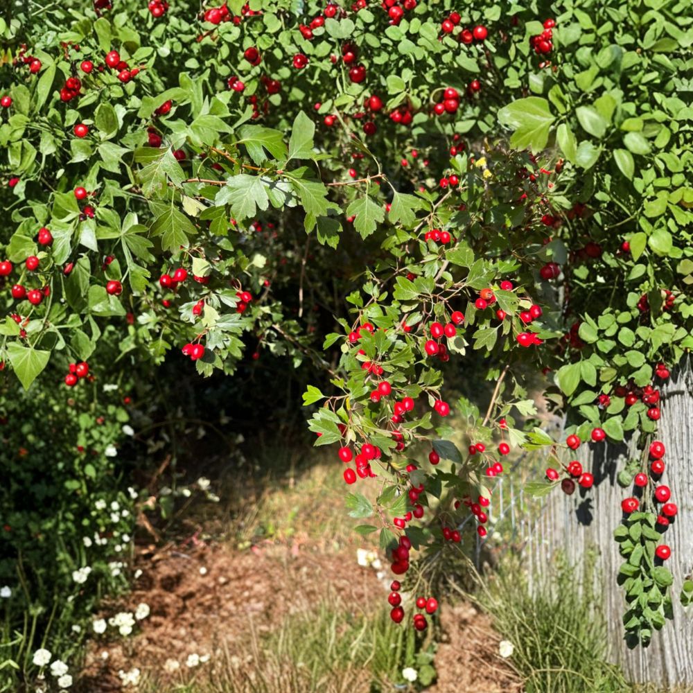 Wild Hawthorn Tree (Crataegus) Live Plant | Hardy Chinese Hawthorn Rootstock for Grafting & Wildlife Gardens