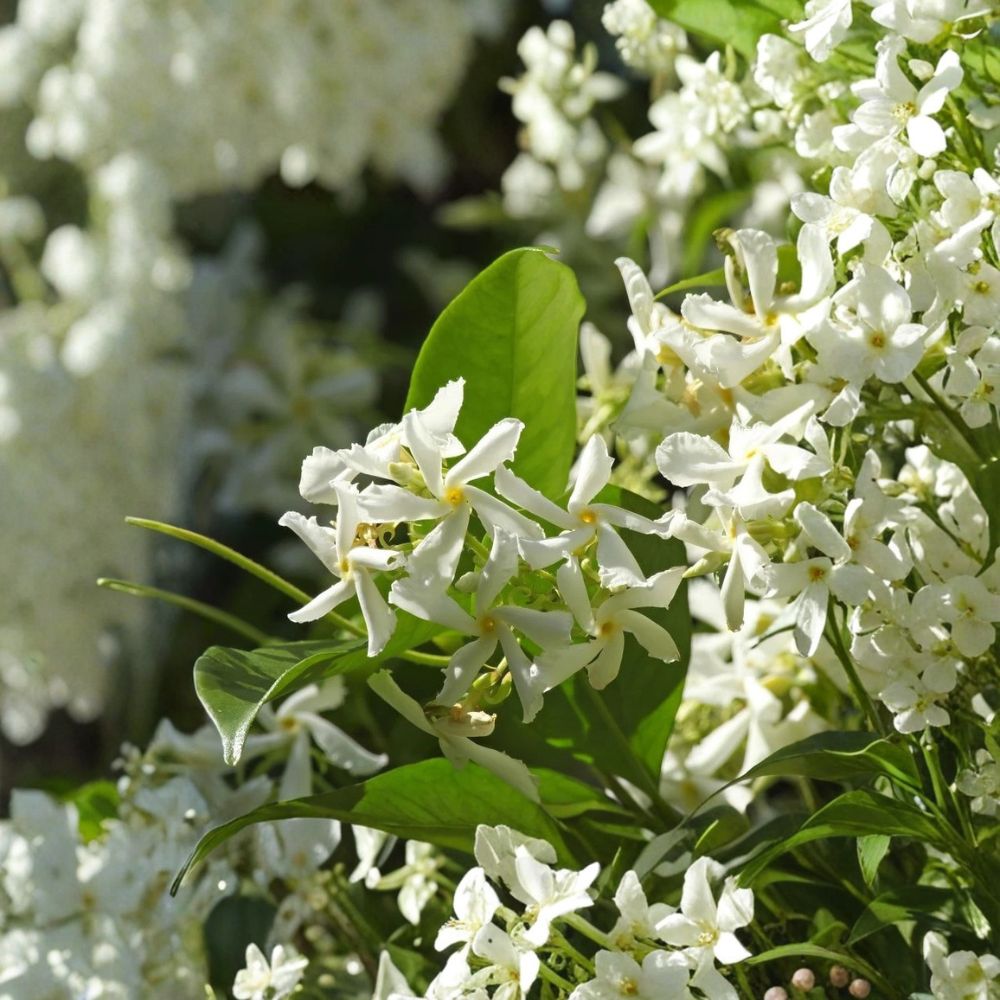 Star Jasmine Live Plant 4–6” | Fragrant Evergreen Climbing Vine | Trachelospermum jasminoides