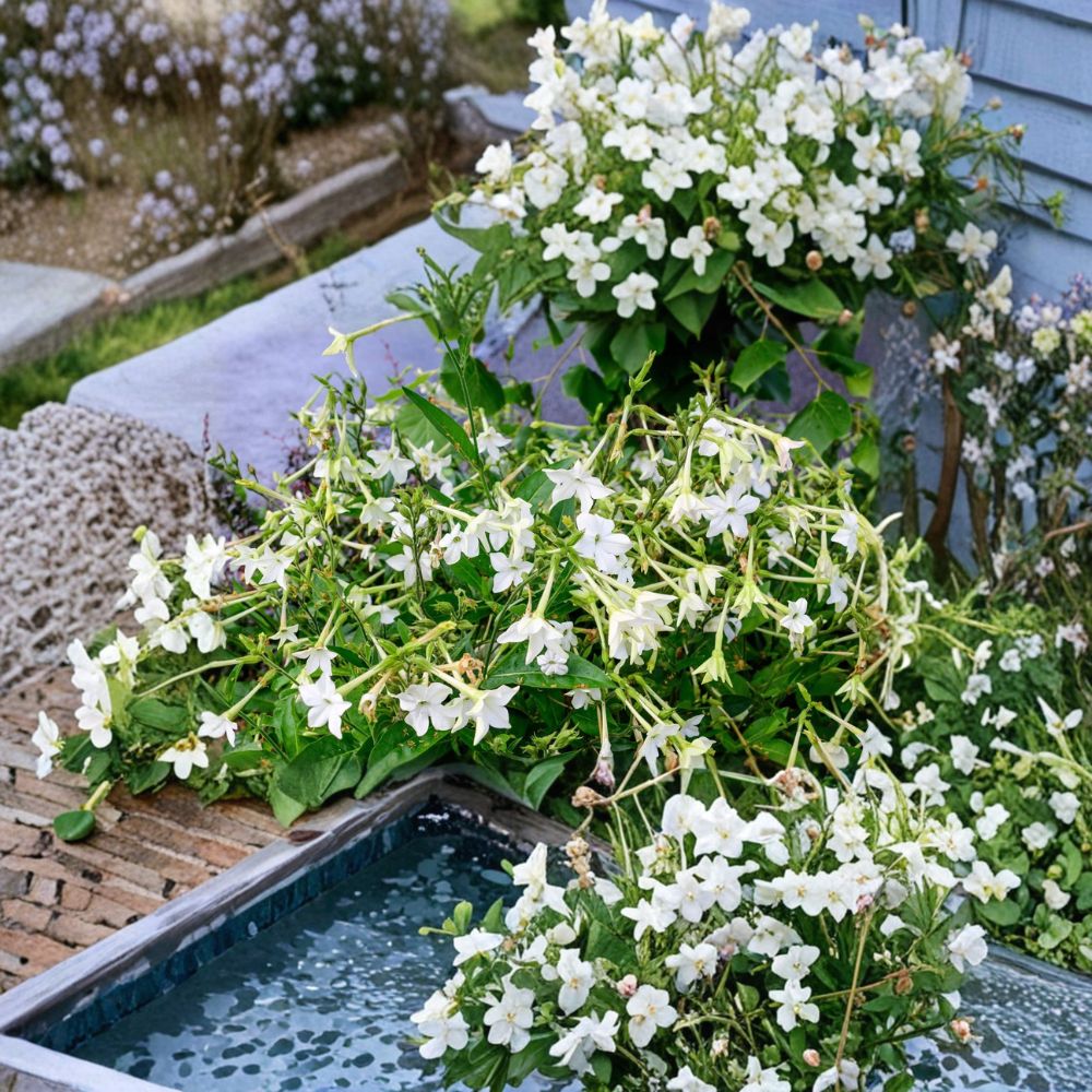 Aztec Nicotiana Seeds - 200 Jasmine-Scented Nicotiana alata Seeds for Easy Growing Ornamental Tobacco