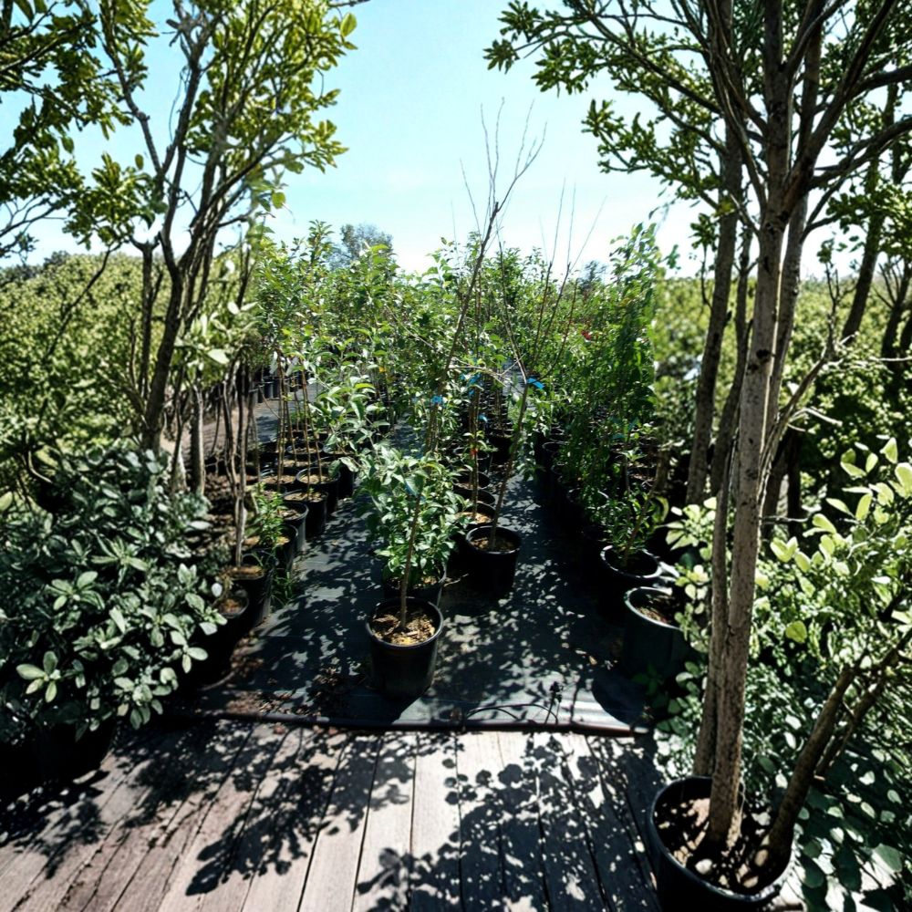 Enterprise Apple Tree – Live 4–6 Ft Tall Fruit Tree | Disease Resistant, Crisp Juicy Apples