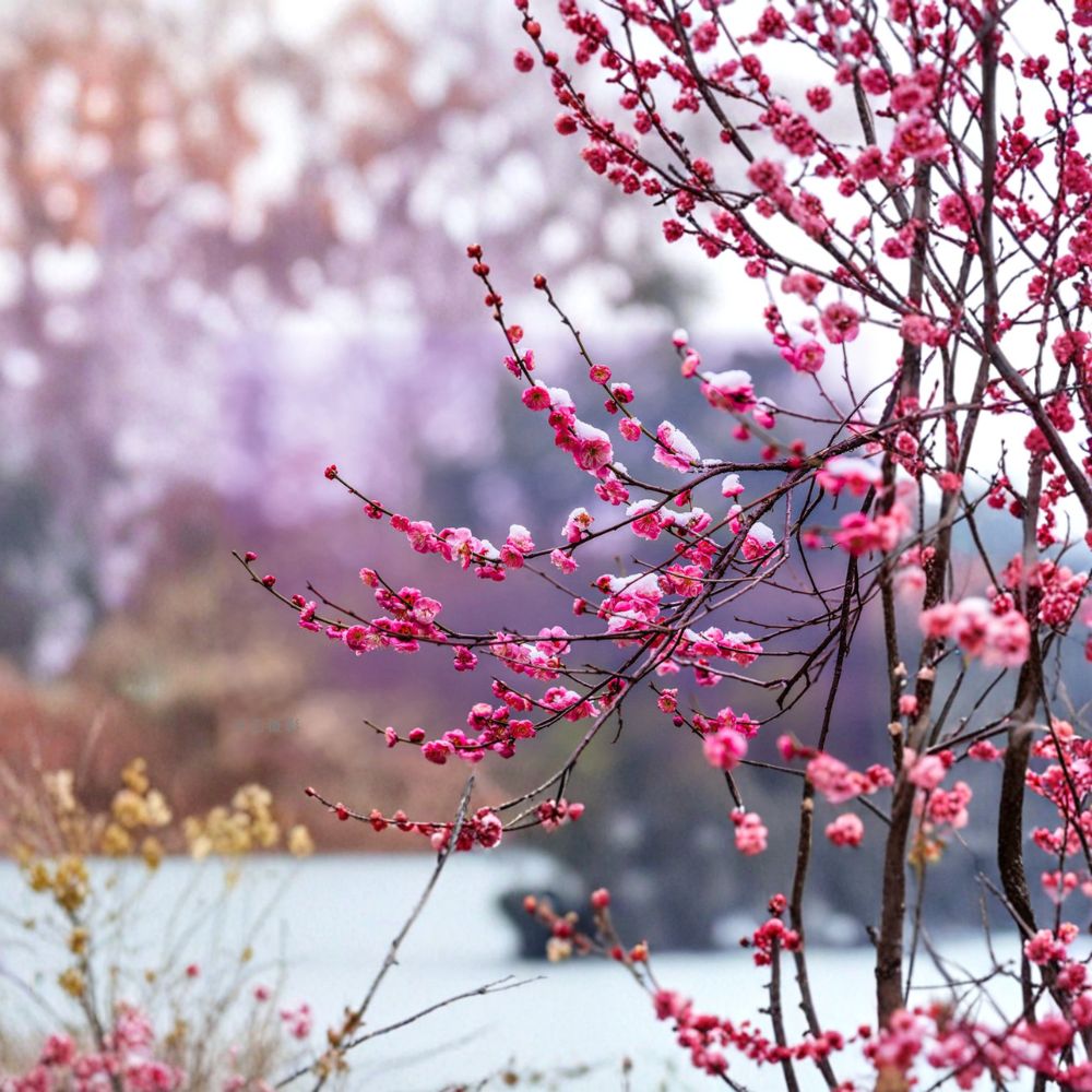 Peggy Clarke Flowering Apricot Tree – Prunus mume Live Plant with Fragrant Pink Blossoms, 30” Tall Japanese Ume Bonsai