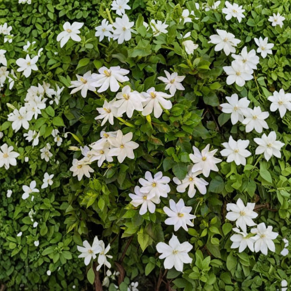 Wild Gardenia Seeds – Gardenia thunbergia (5 Seeds) | Rare Fragrant White Flower Shrub | Exotic Gardenia Tree Seeds