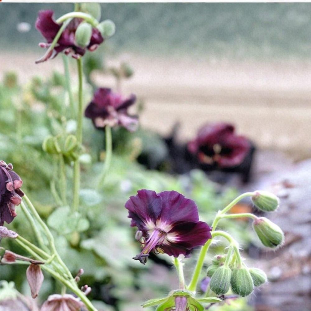 Taff's Jester Geranium Seeds – 25+ Colorful Flower Seeds for Containers & Borders
