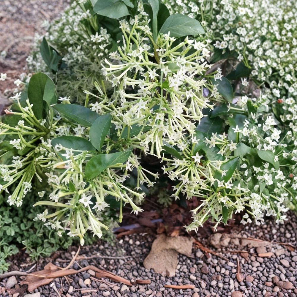 Night Blooming Jasmine Live Plant – Fragrant Cestrum nocturnum Tropical Shrub for Indoor & Outdoor