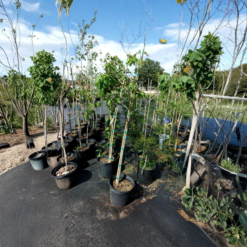 Native Red Maple Tree Acer rubrum 4-6 Feet Tall Fast Growing Shade Tree