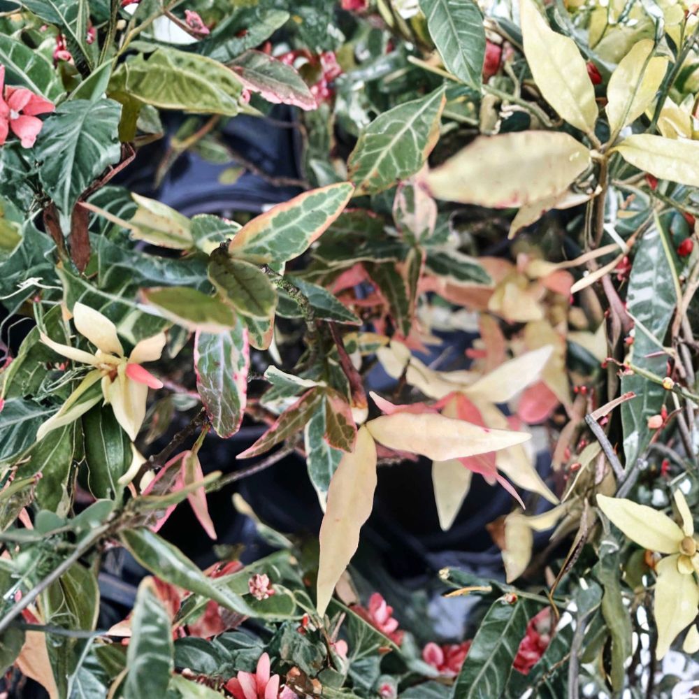 Variegated Asiatic Jasmine ‘Tricolor’ – Evergreen Vine & Ground Cover Plant 4–6 Inches Tall