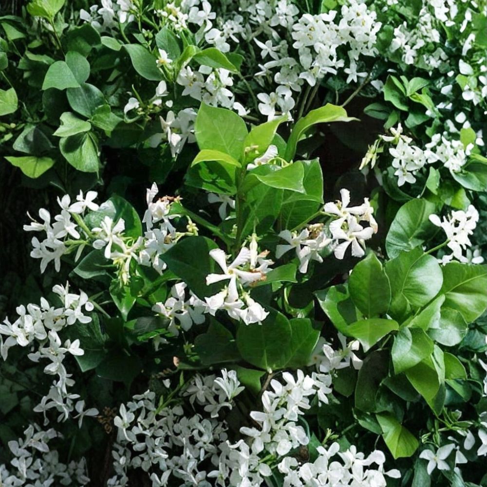 Confederate Jasmine Vine Live Plant – Fragrant Evergreen Climbing Vine in 1 Quart Container