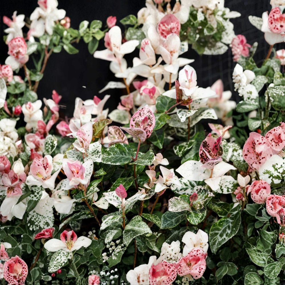 Snow in Summer Jasmine Seeds – Trachelospermum asiaticum Variegated Hardy Jasmine Vine with Fragrant White Flowers