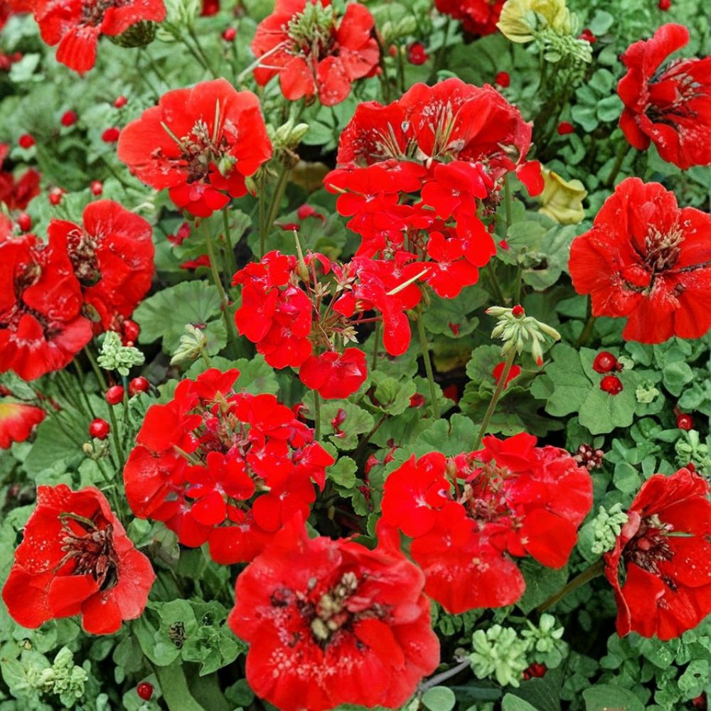 Pinto Premium Deep Red Geranium Seeds – 100 Coated Pelargonium Seeds for Early Blooming