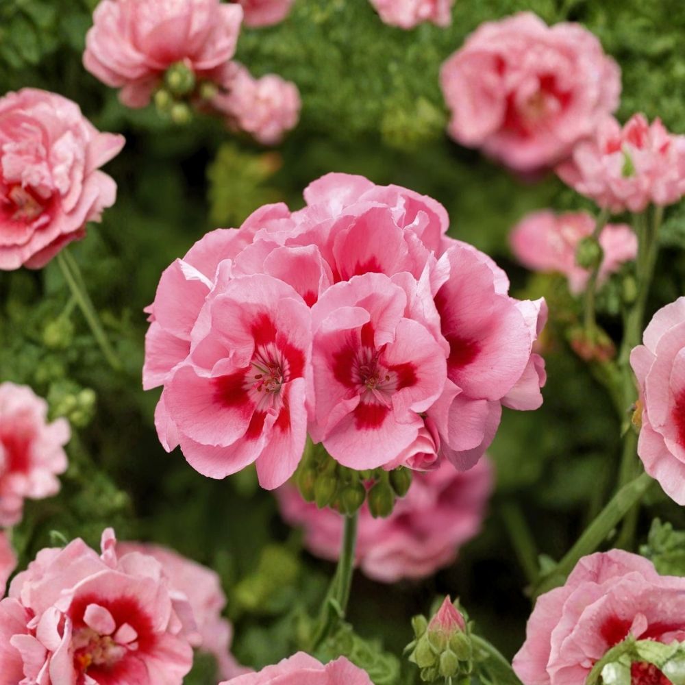 Pink Flame Geranium Starter Plant – Live Flowering Geranium with Vibrant Pink Blooms