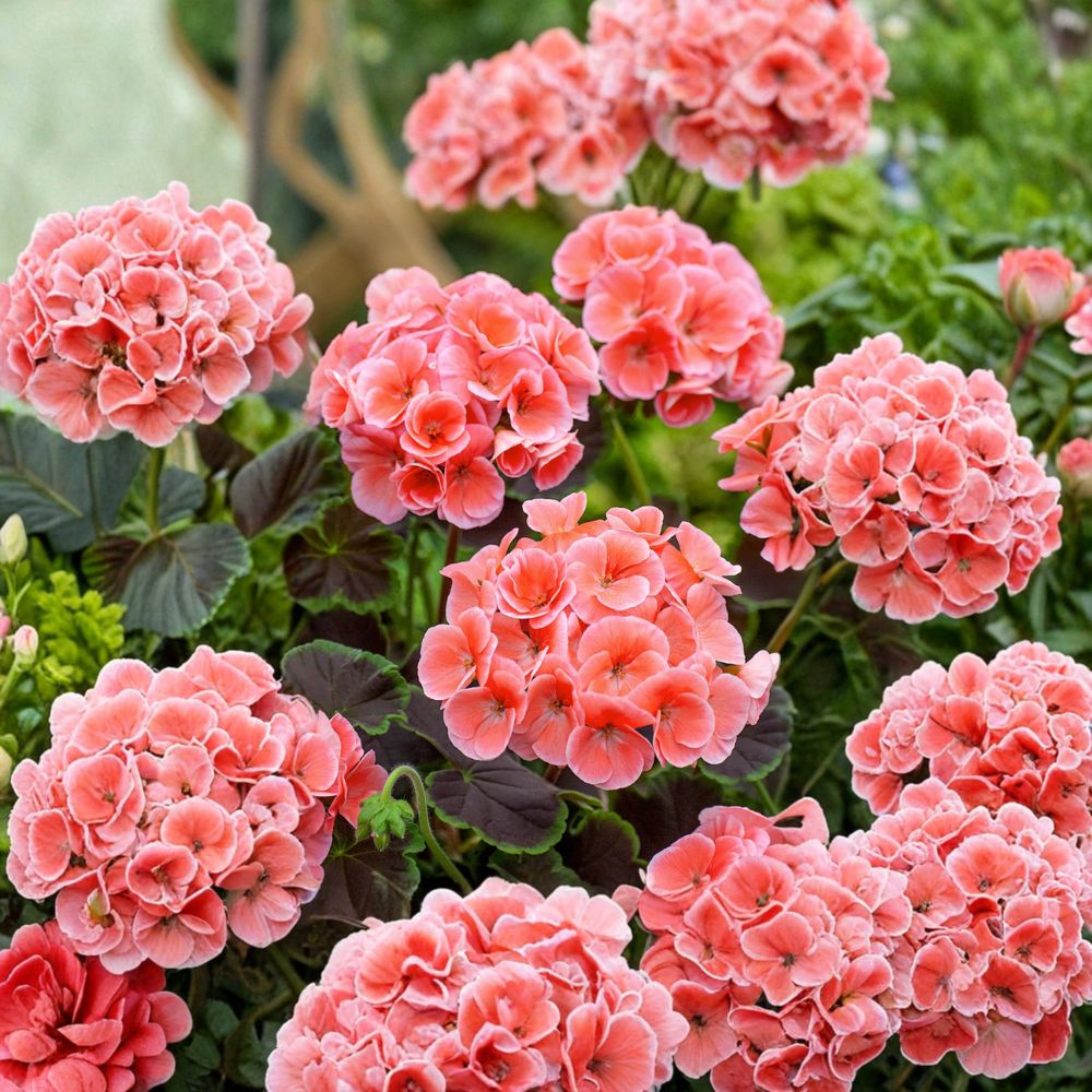 Salmon Splash Patriot Geranium Live Plant | 4 Inch Pot | Color-Changing Blooms