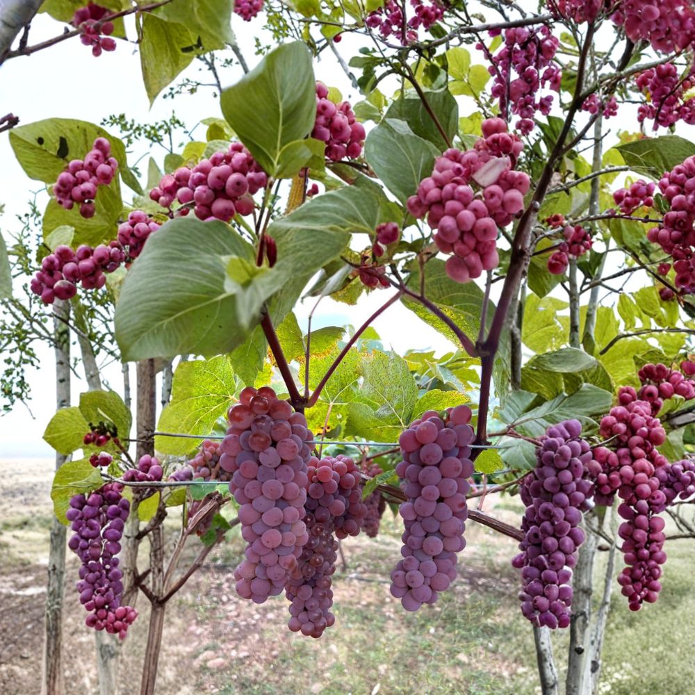 Canadice Seedless Grape Cuttings – 5 Pack | Cold Hardy Red Table Grape Vitis labrusca | Grow Your Own Vineyard