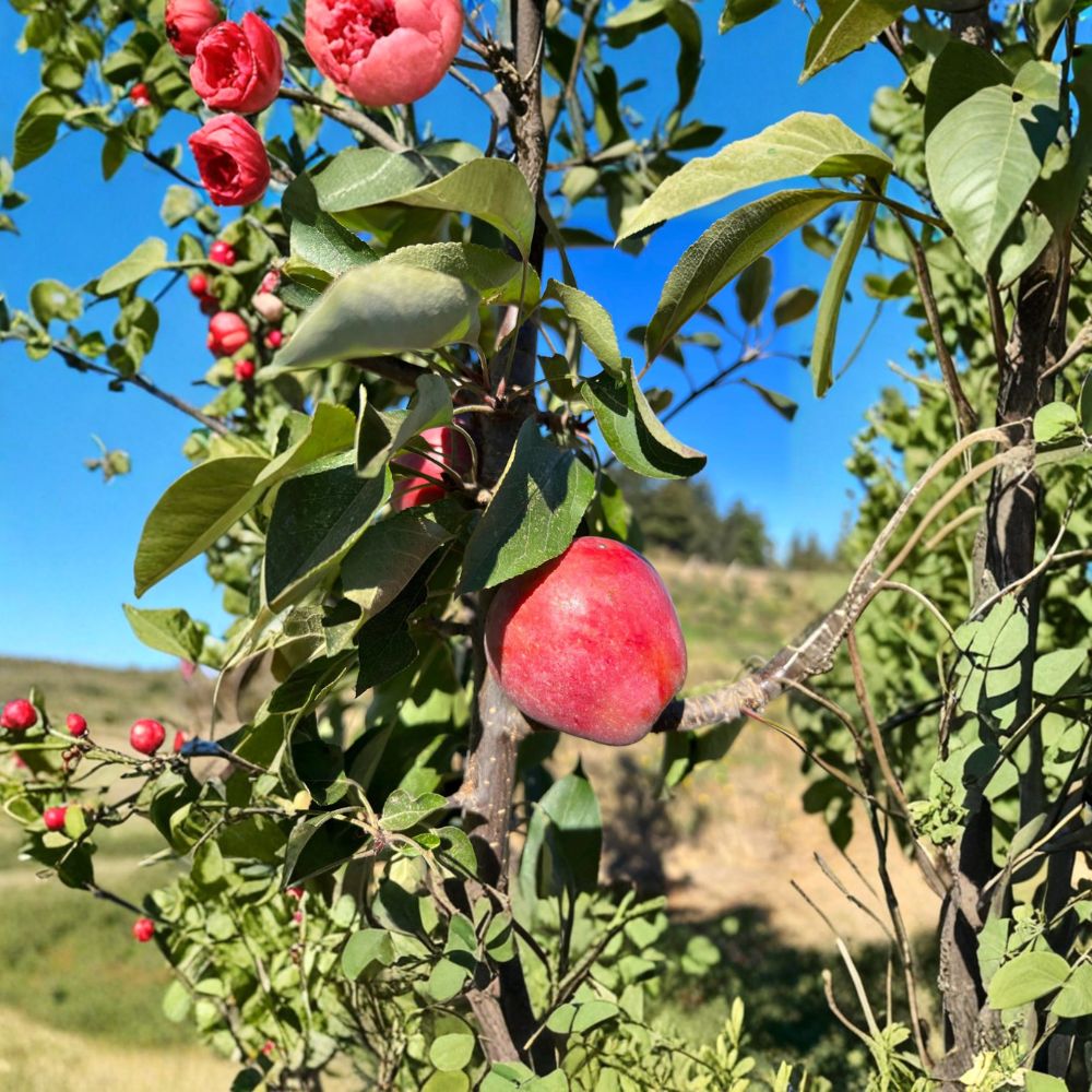 Almata Red Flesh Apple Tree – 3 Ft Semi-Dwarf Malus domestica with Pink Flesh Fruit