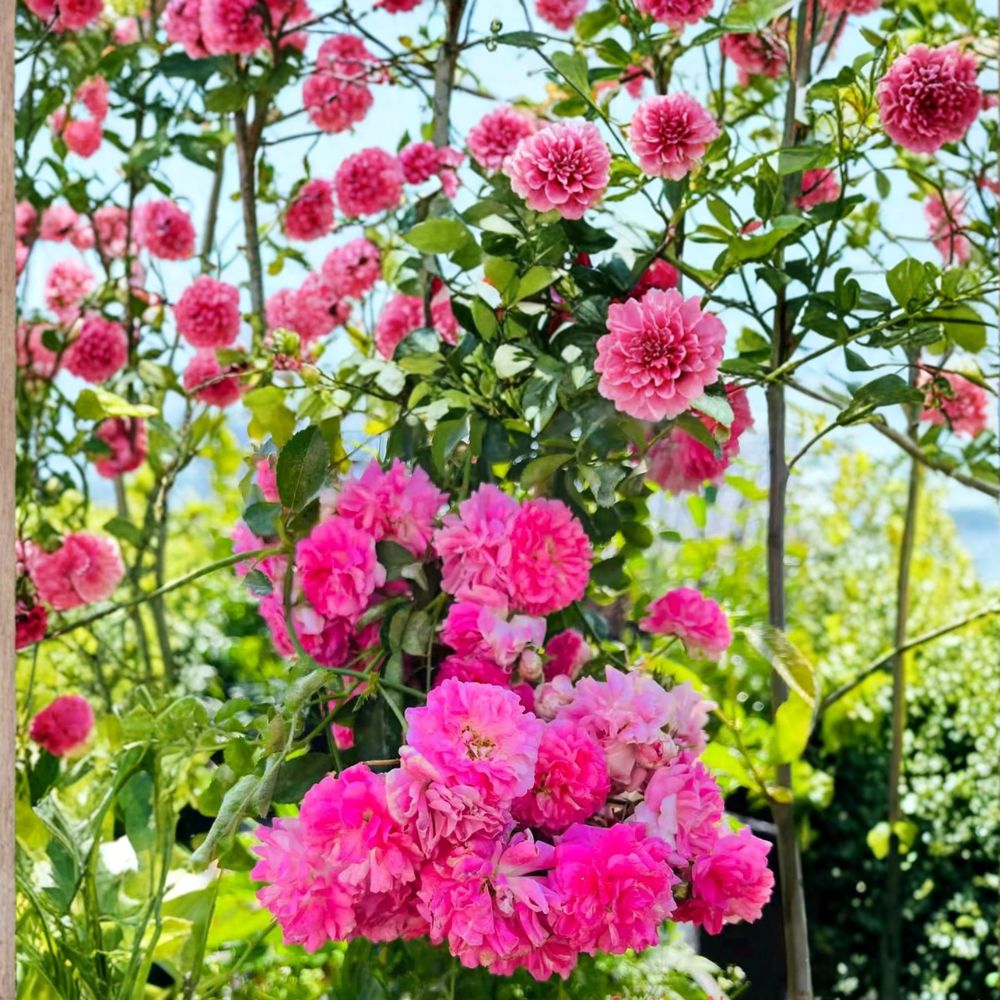 Seven Sisters Rose - Rosa multiflora Live Plant | Heirloom Pink Rambler Climbing Rose | Fragrant Cottage Garden Vine