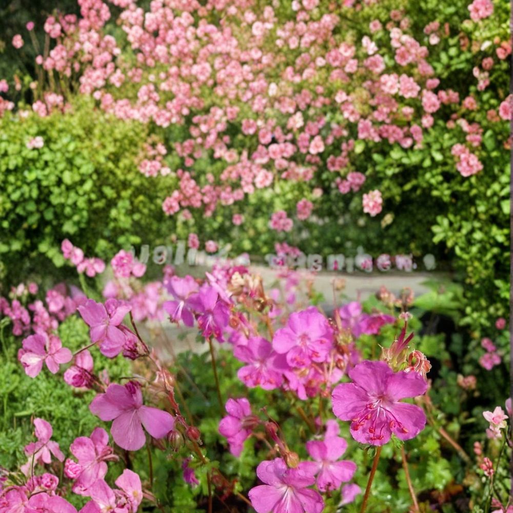 Westray Geranium Seeds – 25+ Premium Flower Seeds for Patio & Balcony Gardens