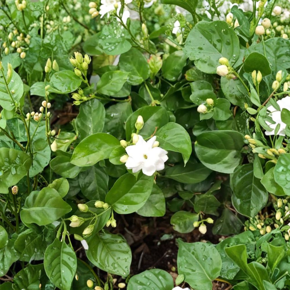 Arabian Jasmine Plant Jasminum sambac Live 1/2 Gallon Pot Fragrant White Flowering Shrub Indoor Outdoor