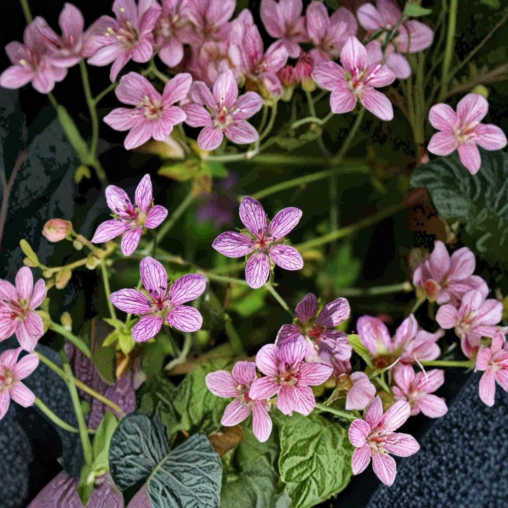 Geranium yoshinoi Seeds | Hardy Creeping Pink Geranium Perennial Groundcover