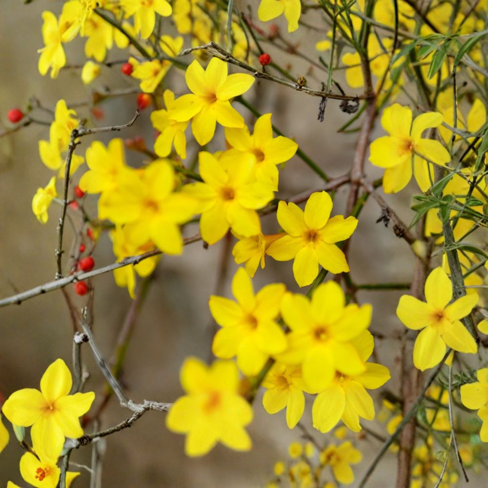 Winter Jasmine Plant - Jasminum nudiflorum in Quart Pot | Yellow Winter Blooming Hardy Shrub