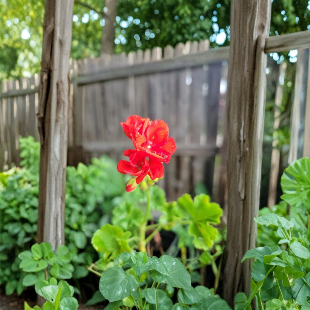 Organic Red Geranium Live Plant | 2 Inch Pot | Bright Red Blooms | Patio & Indoor