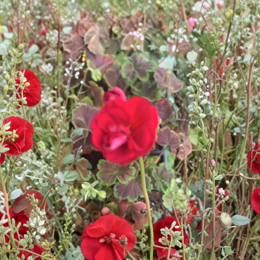 Geranium Brocade Cherry Night Live Plant – Decorative Foliage Pelargonium in 2" Pot