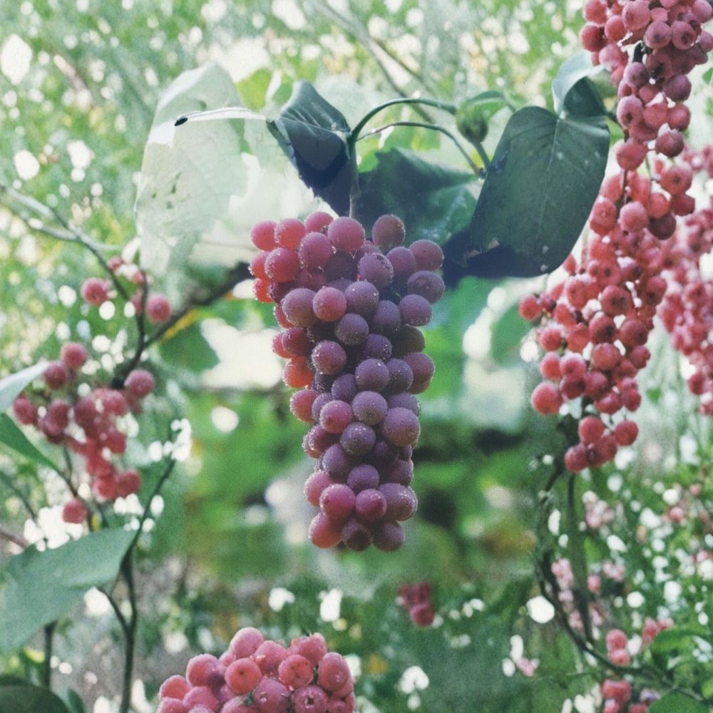 Red Flame Seedless Grape Vine - 1 Gallon Live Plant | Sweet Seedless Red Grapes for Home Garden