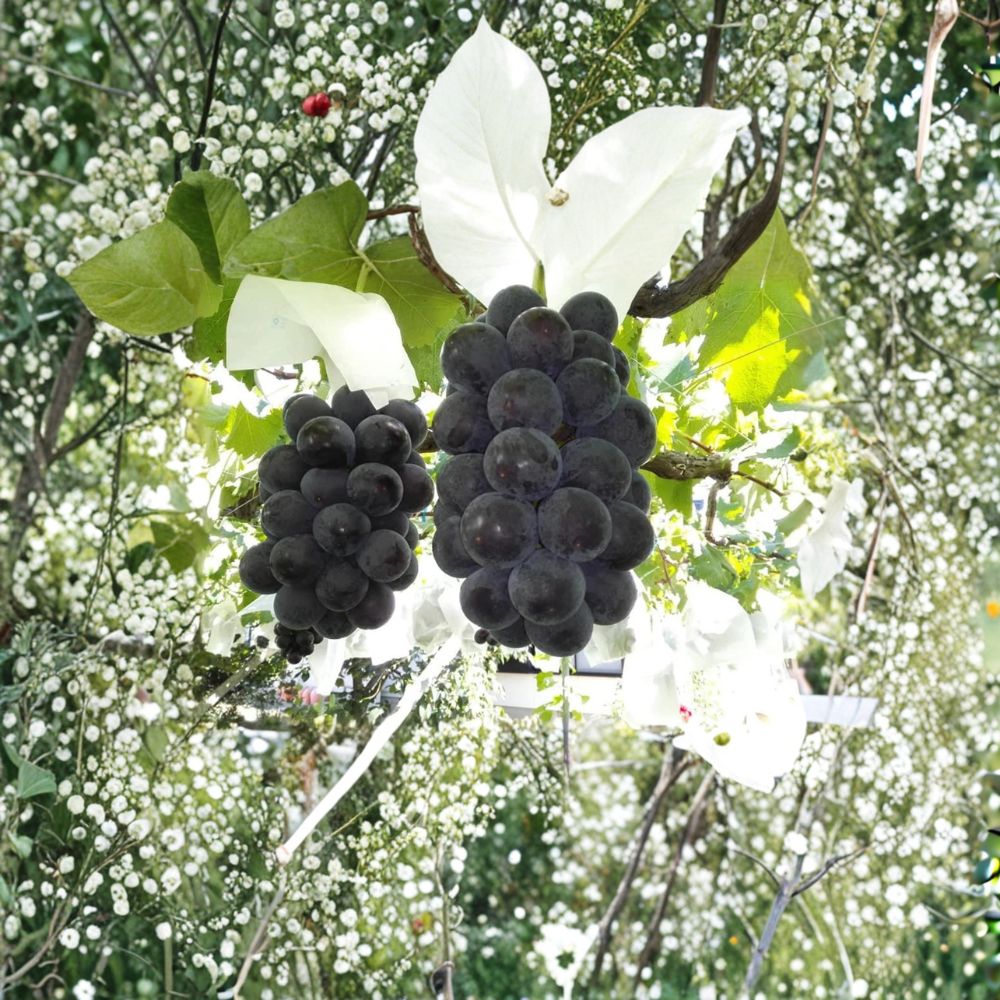 Fujiminori Giant Grape Vine – Extra Large Sweet Japanese Table Grapes for Backyard Vineyards