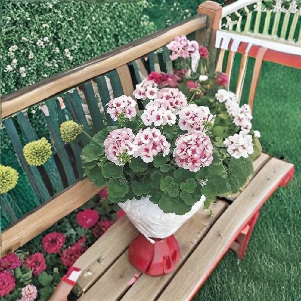 Maverick Star Geranium Seeds – 100 Pelargonium Flower Seeds | Blush Pink Zonal Geranium