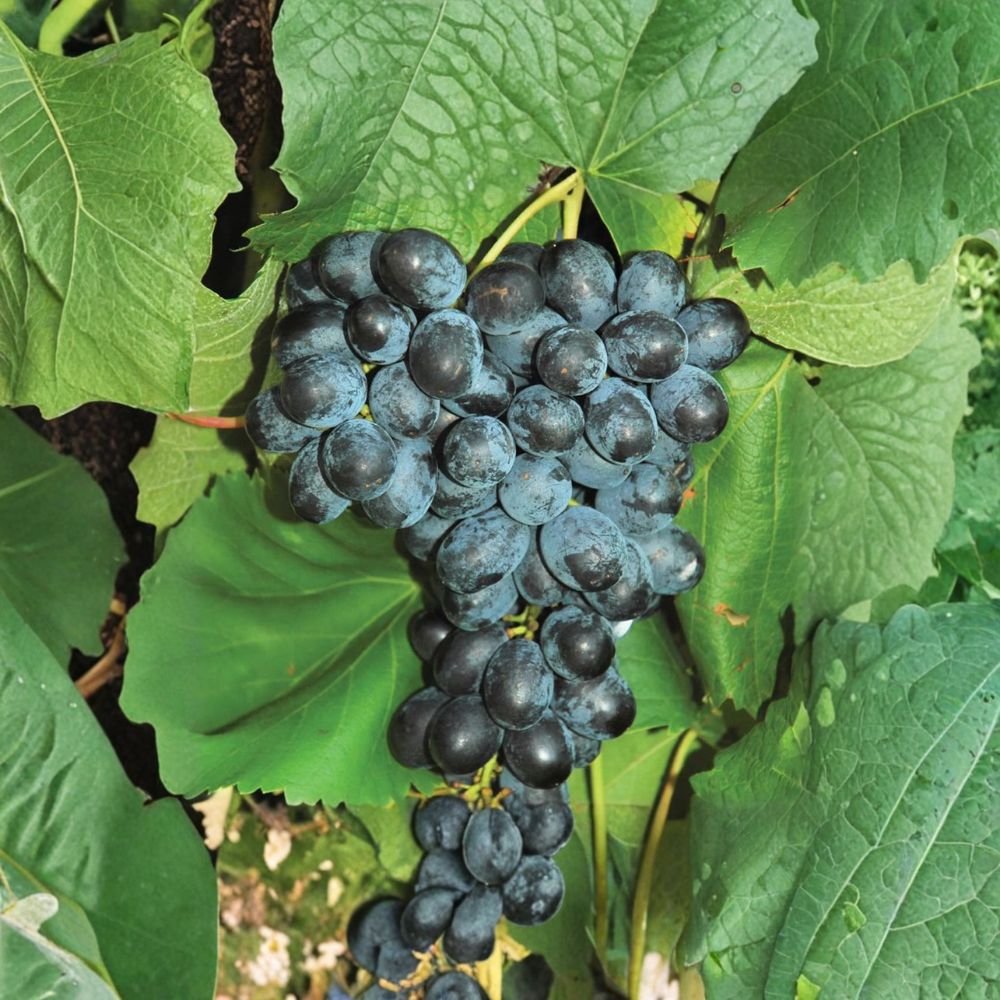 Faith Seedless Grape Cuttings – 5 Pack | Early Sweet White Table Grape | Cold Hardy Vitis Hybrid Vine