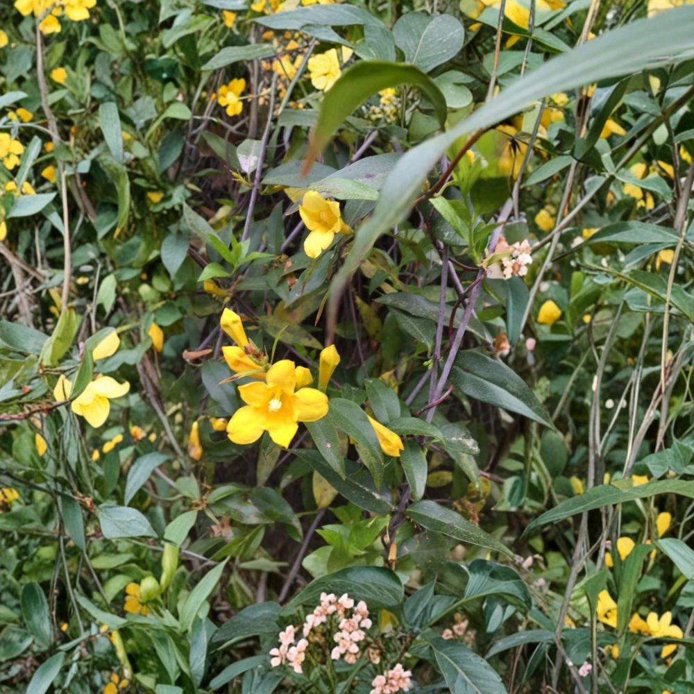 Carolina Yellow Jasmine Seeds - 25+ Fresh USA Grown Gelsemium sempervirens Evergreen Vine
