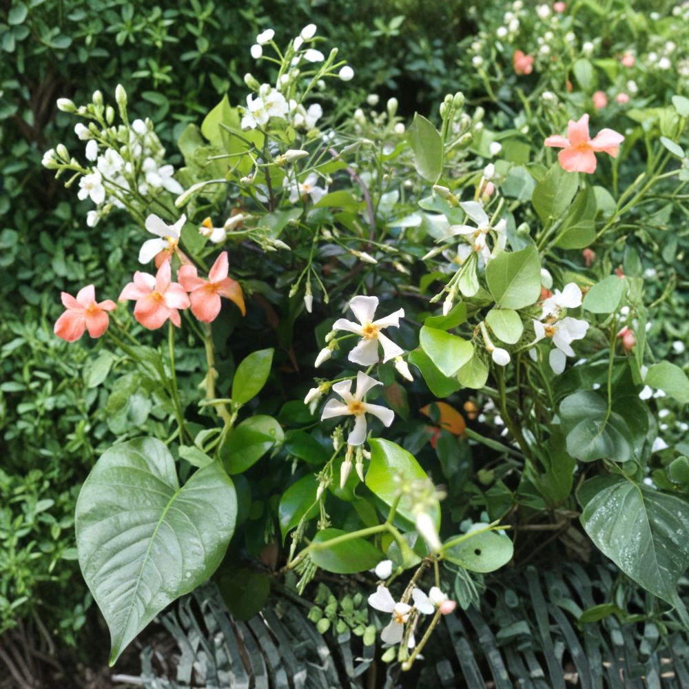 Asian Star Jasmine Live Plants - 15 Rooted Vines 12+ Inches | Fragrant Evergreen Groundcover & Climber
