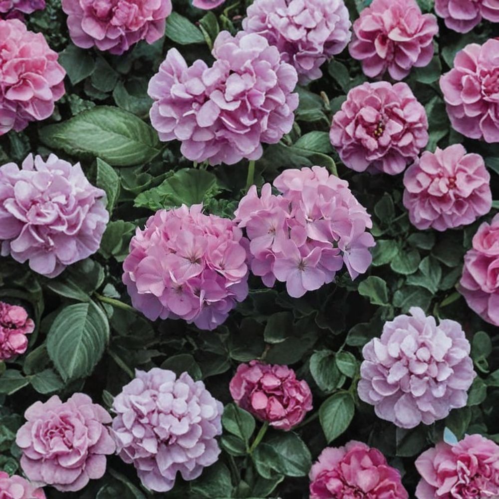 Maverick Quicksilver Geranium Seeds – 100 Pelargonium Seeds with Silvery Lavender Blooms