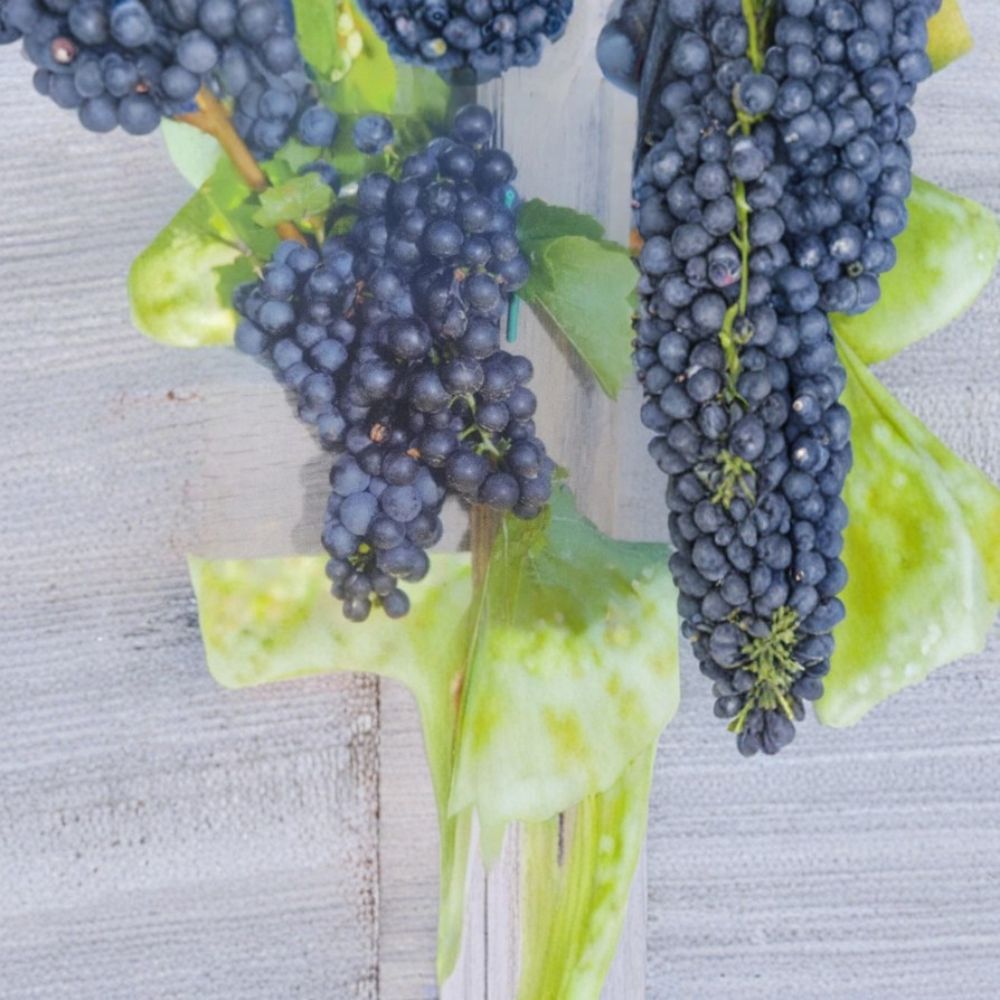 Mars Seedless Grape Vine - Live 1 Gallon Plant | Sweet Seedless Grapes for Home Vineyard
