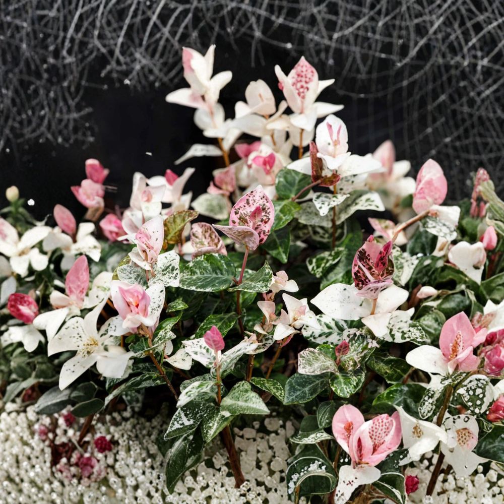 Snow-N-Summer Jasmine Seeds – Trachelospermum asiaticum Variegated Hardy Vine with Fragrant White Flowers