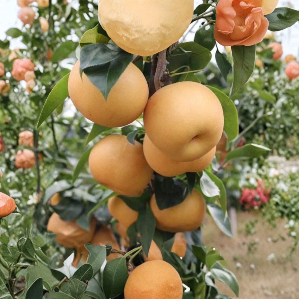 Akizuki Asian Pear Tree – Pyrus pyrifolia Live Grafted Tree | Sweet Crisp Japanese Autumn Moon Pear