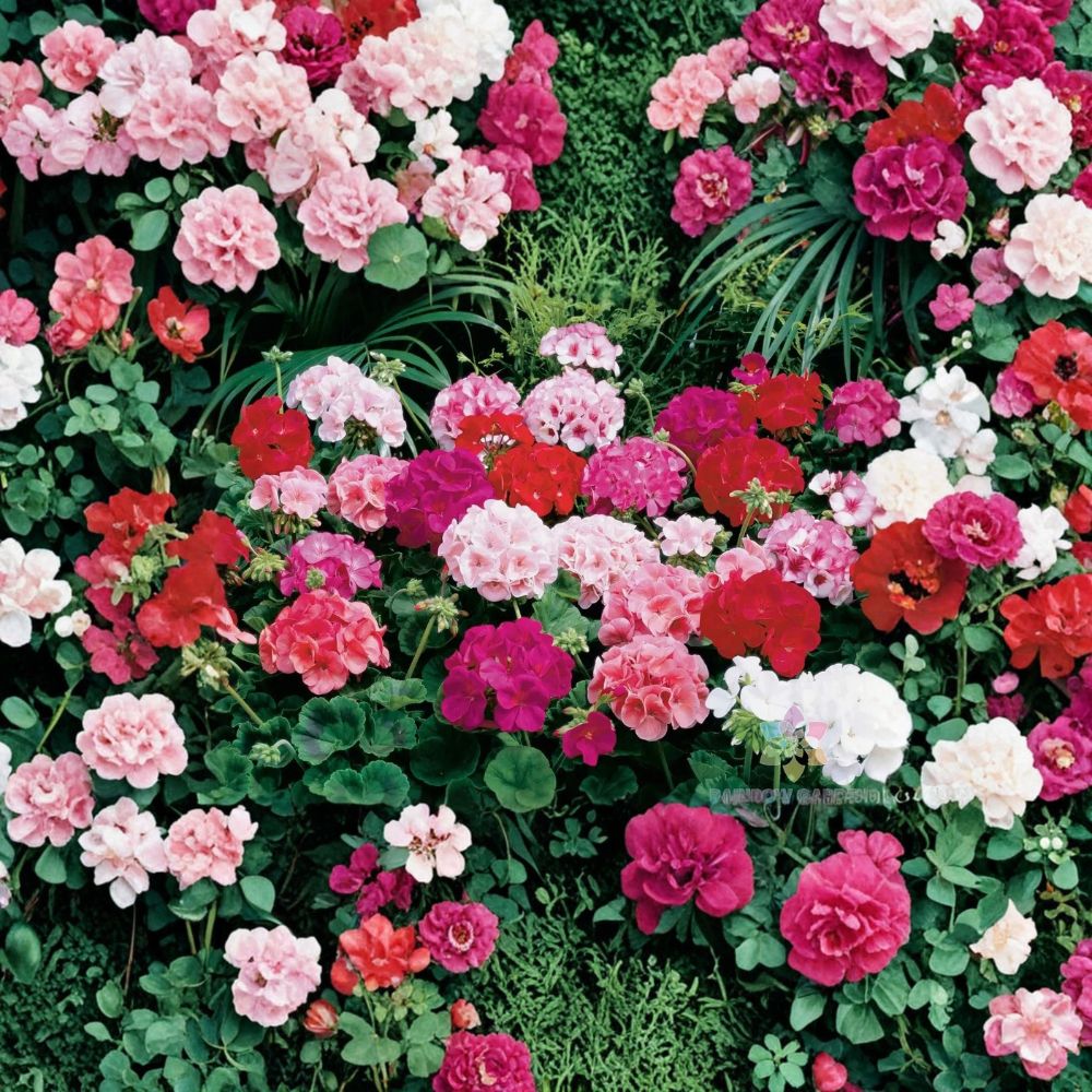 Maverick Mix Geranium Seeds – 25+ Premium Pelargonium x hortorum Seeds for Colorful Garden Blooms