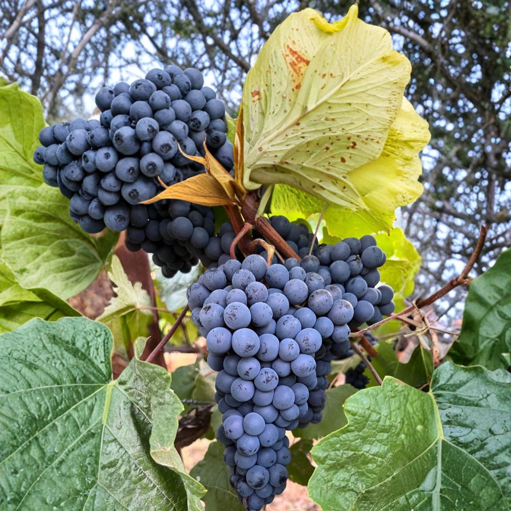 Thomcord Seedless Grape Plant – Vitis vinifera Live Vine with Sweet Blue Black Table Grapes