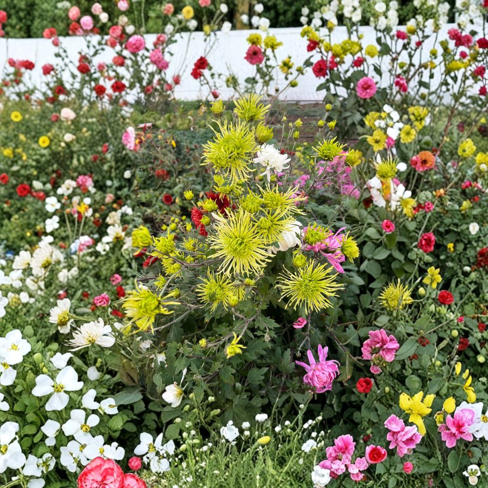 Green Chrysanthemum Plant with Large 5-Inch Blooms | Potted Perennial Mum for Fall Gardens