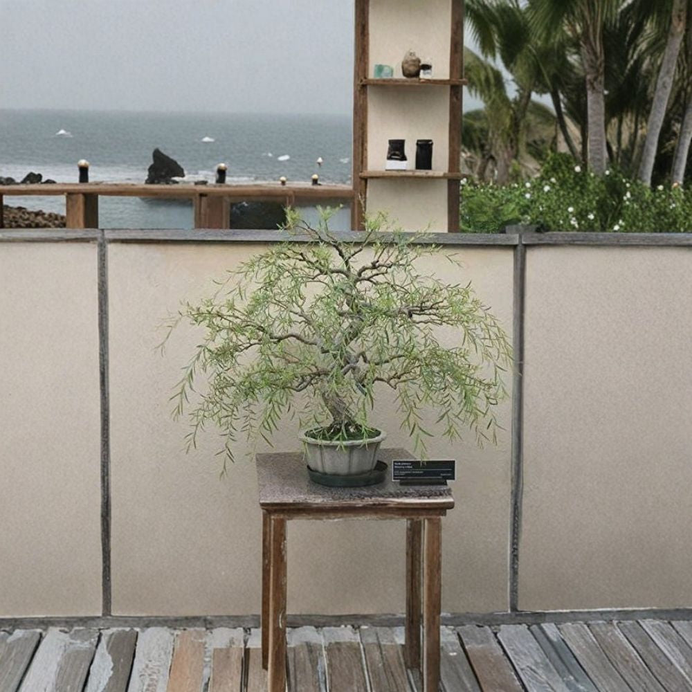 Dragon Weeping Willow Bonsai Cutting – Thick Trunk Live Tree Starter | Salix matsudana | DIY Indoor Outdoor Plant | Bare Root