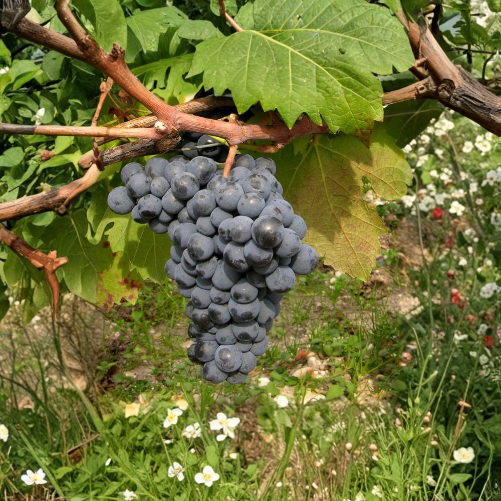 Carmine Wine Grape Vine – Cold Hardy Red Wine Grape for Northern Climates | Live Potted Plant