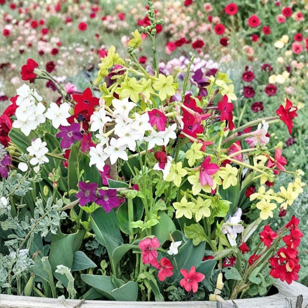 Nicotiana Alata Jasmine Tobacco Seeds Mix – 5,000+ Fragrant Night Blooming Flower Seeds Sensation Mix