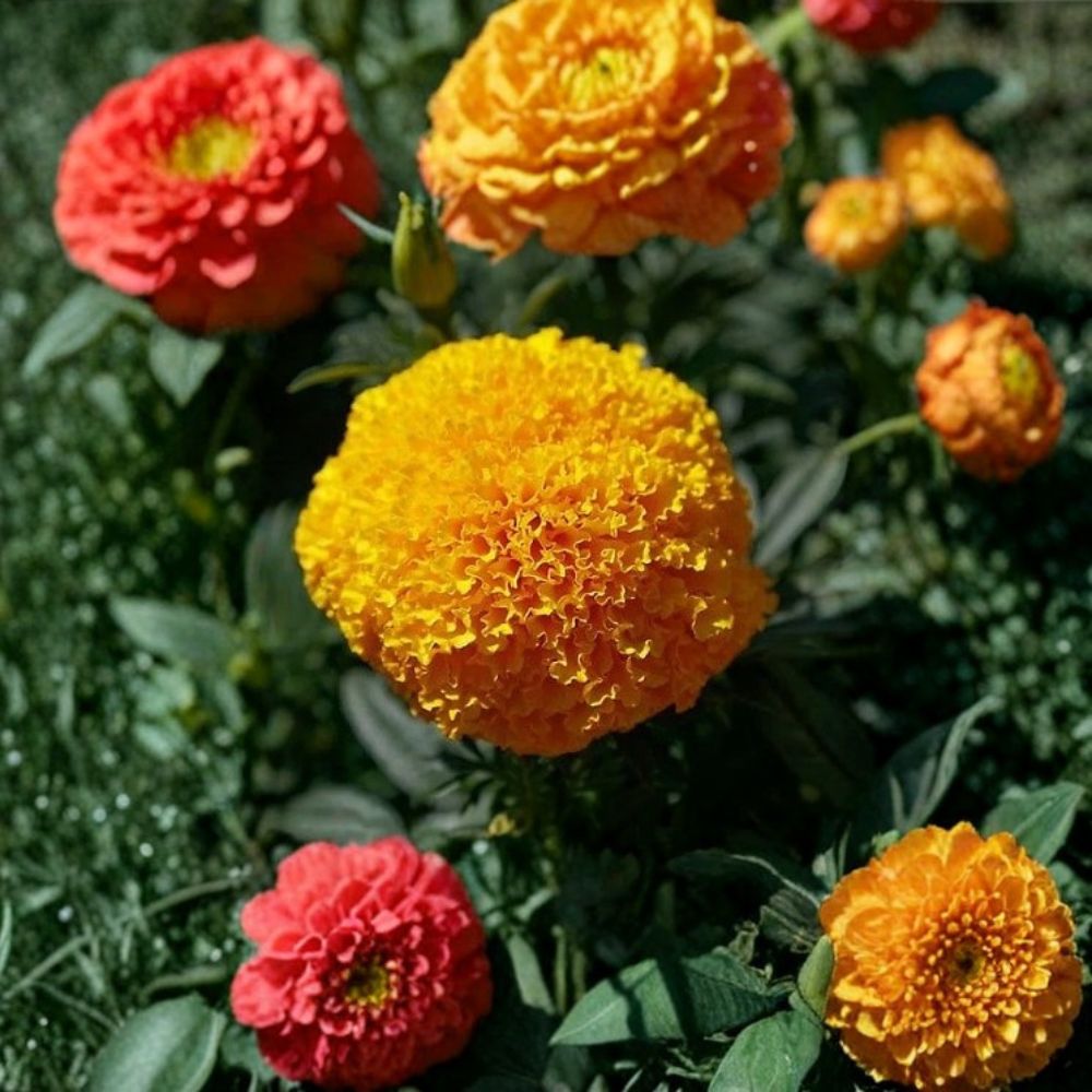 Marigold Coco Gold – Tagetes erecta Flower Seeds | 250 Seeds | Tall African Marigold | Weather Resistant | Easy to Grow