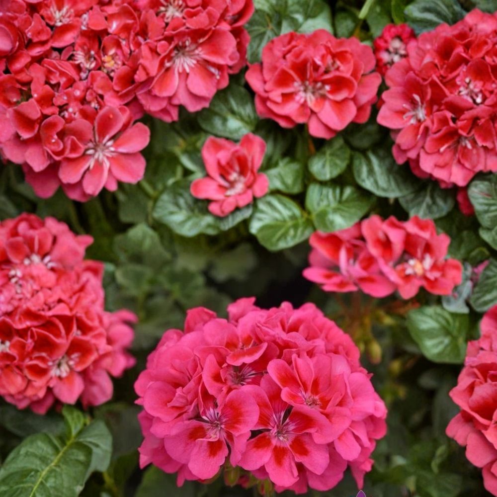 Presto Pink Geranium Seeds – Pelargonium x hortorum | 25+ Seeds | Vibrant Pink Flowers for Containers & Beds