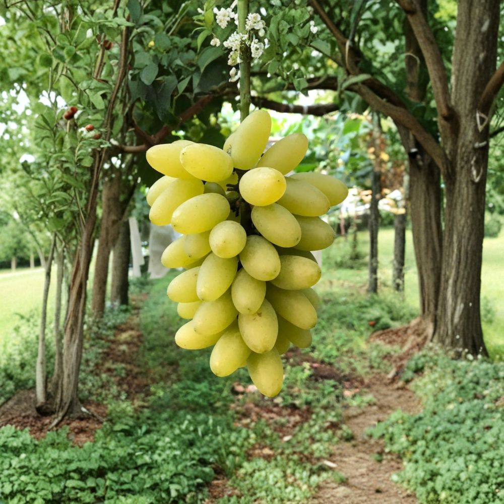 Gold Finger Grape Vine – Premium Japanese Table Grape with Sweet Golden Berries | Live Plant for Backyard Vineyard