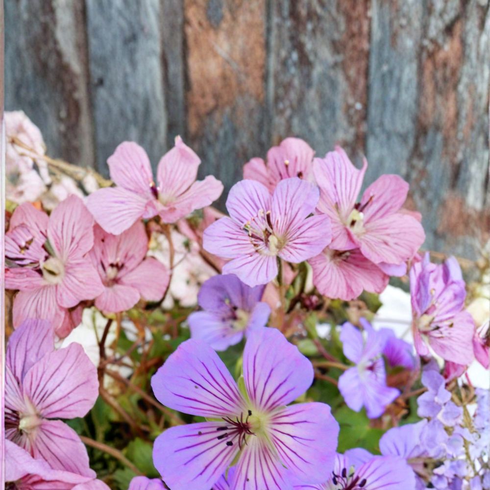 Magical Joy Geranium Seeds – 25+ Premium Pelargonium Flower Seeds for Patio & Balcony
