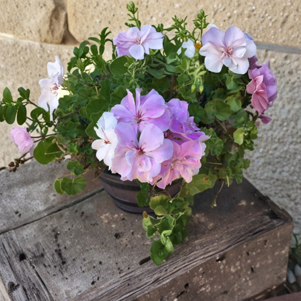 Double Soft Pink Ivy Geranium Cuttings – 8 Fresh Pelargonium Cuttings for Rooting