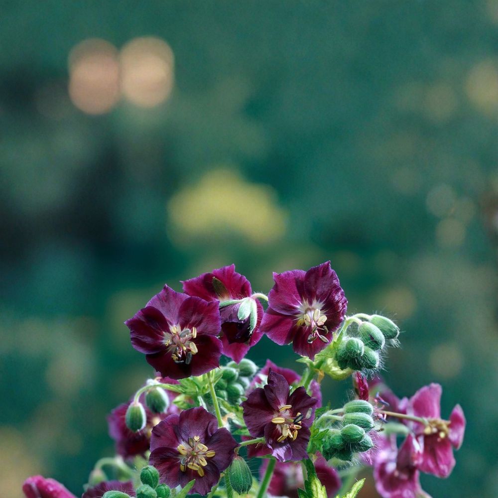 Springtime Geranium Seeds – Pelargonium Flower Seeds | 25+ Seeds | Patio & Container Friendly