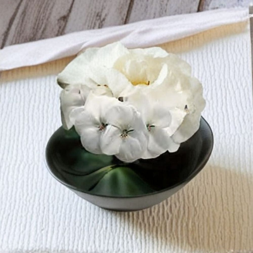 Geranium Pinto Premium White Pelargonium Seeds | 1,000 Snow White Blooms | Vigorous & Easy to Grow